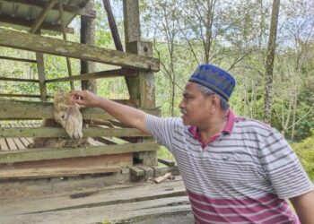 IDRIS Isa menunjukkan kambing biri-birinya yang mati dengan kesan gigitan di Kampung Sri Repah, Tampin hari ini. – UTUSAN/NOR AINNA HAMZAH