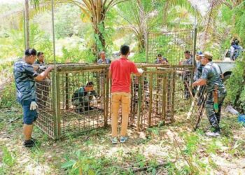 KAKITANGAN Perhilitan Terengganu memasang perangkap untuk menangkap seekor harimau yang mengganas di Kampung Merbau Menyusut, Setiu, semalam.