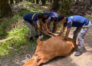 ANGGOTA MDGM menangkap lembu yang bebas berkeliaran di Felda Chiku 3, Gua Musang, Kelantan, semalam-UTUSAN/IHSAN MDGM