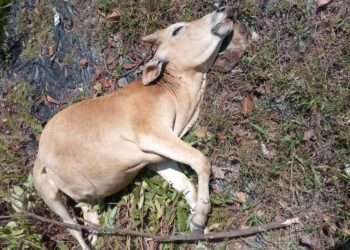 SEEKOR lembu ditemukan mati dipercayai diserang harimau belang dalam kejadian Kampung Peralla, Tanah Merah, Kelantan semalam.-UTUSAN/IHSAN PENDUDUK