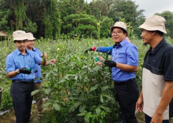 ABDUL Rashid Bahri (kiri) melihat hasil sayur bendi yang diusahakan Usahawan FAMA Daerah Rembau, Kamarudin Norzan (kanan) pada Program Jelajah Semarak Ramadan Peringkat Negeri Sembilan di Ladang Kampung Relong, Rembau, hari ini.-UTUSAN/NOR AINNA HAMZAH.