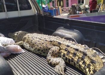 BANGKAI seekor buaya tembaga betina dengan berat 230 kg ditemukan tersangkut dalam pukat nelayan di Umbai, Jasin, Melaka.