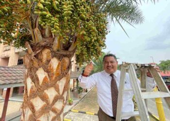 ROSLEE Muhamad menunjukkan buah kurma yang berbuah lebat di pekarangan SK Sungai Petai, Pasir Puteh, Kelantan.