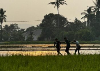 ANTARA individu yang ditangkap ketika melarikan diri ke sawah berhampiran ketika diserbu semasa leka bermain judi di Kampung Hutan Kandis, Mukim Lepai di Alor Setar.