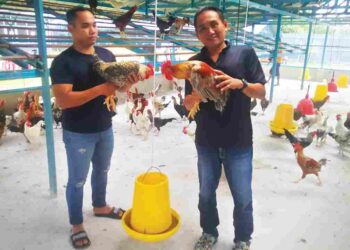 ABUL Azizi Abu Bakar (kanan) dan rakan kongsinya, Mohd. Faiz Abdul Rahman menunjukkan ayam kampung asli di ladang ayamnya yang terletak di Puchong, Selangor. – UTUSAN / ABDUL RAZAK IDRIS