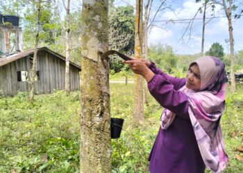 AZIZAH Shafien terpaksa menoreh walaupun bekalan susu berkurangan akibat cuaca panas di Kampung Serongga, Pasir Mas, Kelantan. -UTUSAN/ ROHANA ISMAIL