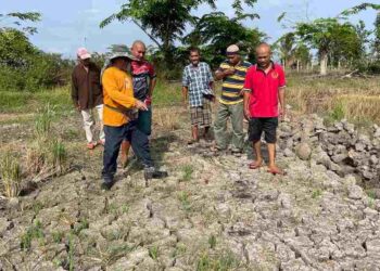 KEADAAN tahan sawah padi yang mula merekah akibat kemarau di Pasir Puteh, Kelantan. – UTUSAN/TOREK SULONG