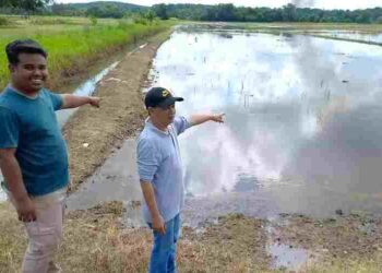 Zahedan Udiniah (depan) dan Muhammad Akmal Mohd. Hasan menunjukkan sawah padi yang digenangi air selepas hujan turun sejak tiga hari lalu di Paya Luboh, Tangga Batu, Melaka. – UTUSAN/AMRAN MULUP