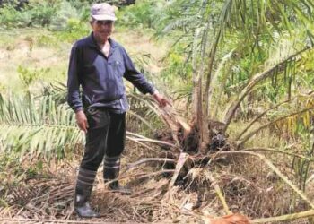 WAN Jusoh Wan Abdullah menunjukkan sebahagian pokok kelapa sawit yang dimusnahkan sekumpulan gajah di Kampung Seri Bayas, Setiu, semalam. – UTUSAN/KAMALIZA KAMARUDDIN
