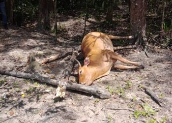 KEADAAN lembu yang mati dipercayai angkara perbuatan khianat di Kampung Pangkal Mak Wan, Machang, Kelantan-UTUSAN/IHSAN POLIS