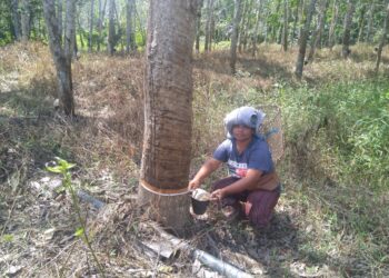 ZURAIDAH TAM  memungut getah beku untuk dijual di sebuah kebun milik orang di Kampung Sungai Rengit, Jerantut, Pahang.