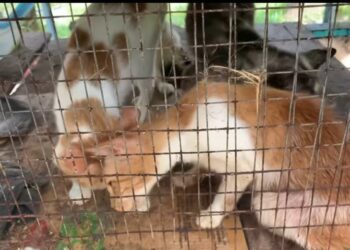 KEADAAN kucing yang dipelihara dalam sangkar di sebuah taman rekreasi di Kijal, Kemaman, Terengganu. - UTUSAN/NIK NUR IZZATUL HAZWANI NIK ADNAN