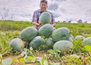 TOH Soon Heng menunjukkan tembikai gred A yang dipetik dari kebunnya di Tehel, Jasin, Melaka. - UTUSAN/MUHAMMAD SHAHIZAM TAZALI