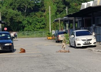 PENDUDUK Taman Pusing Delima, Batu Gajah,
Perak risau jika anjing-anjing berkeliaran
bertindak mengancam keselamatan mereka
selain meninggalkan najis dan menyebarkan
wabak penyakit.