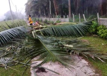 POKOK kelapa dan pisang milik penduduk dimusnahkan gajah liar yang menceroboh Kampung Bantal, Ulu Tembeling di Jerantut, Pahang.