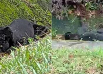 SEEKOR harimau kumbang yang mati selepas dilanggar sebuah kenderaan MPV di Kilometer 19, Jalan Seremban-Simpang Pertang, dekat Bukit Tangga, Jelebu, petang tadi.