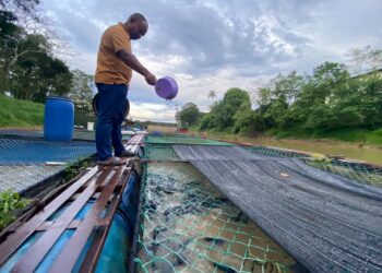 DARIPADA 3,000 benih ikan patin yang ditempatkan dalam sesebuah sangkar, hanya sekitar 250 hingga 300 ekor sahaja yang hidup dan dapat dijual di pasaran.