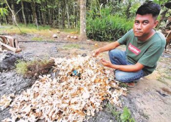 AZHAR menunjukkan cendawan yang terpaksa dibuang selepas alami kerosakan akibat cuaca panas melanda negara pada ketika ini.