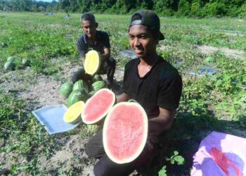 PEKEBUN tembikai Kampung Ubai, dI Pekan, Pahang menunjukkan buah tembikai yang berkualiti dan lebih baik musim ini berbanding sebelumnya. – UTUSAN/SHAIKH AHMAD RAZIF