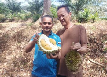 LIM Kim Chooi (kanan) bersama Ahmad Mustapha menunjukkan isi durian naga emas di Kampung Berchang, Damak di Jerantut, Pahang. - UTUSAN/HARIS FADILAH AHMAD