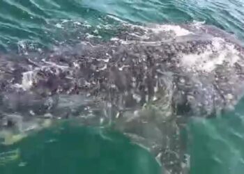 ROSLIZAN Ramli tidak menyangka terserempak dengan kelibat ikan yu paus dengan saiz kira-kira tujuh meter di perairan Pulau Kendi, Teluk Kumbar, Pulau Pinang pagi ini.