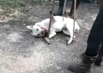 TANGKAP layar video memaparkan beberapa anggota penguat kuasa yang didakwa menzalimi anjing liar di sebuah kawasan perumahan di Kulim, Kedah. - MEDIA SOSIAL