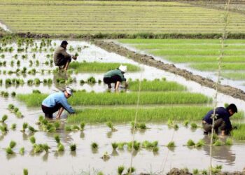 KOREA Utara berdepan dengan krisis kekurangan makanan paling teruk ketika ini selepas mengalami situasi serupa pada 1990-an. - AFP