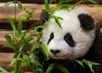 DIANGGARKAN sebanyak 1,800 ekor panda gergasi hidup dalam habitat asal di China. - AFP