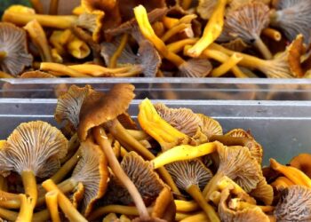 KAJIAN mendakwa makan cendawan mampu kurangkan risiko kemurungan. - AFP