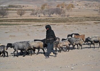 KUMPULAN Daesh mencuri puluhan ribu kambing biri-biri penduduk setempat untuk dijual bagi menampung perbelanjaan mereka. - AFP