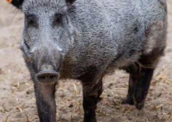MITOS babi jadian terkenal dalam kalangan masyarakat Indonesia. - AFP