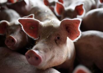 SAINTIS Jerman merancang mengklon dan membiakkan babi yang diubah suai genetik untuk membolehkan jantungnya digunakan manusia. - AFP