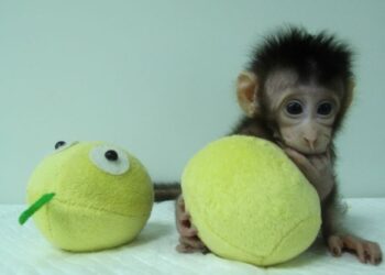 MONYET klon, 'Hua Hua' dilahirkan pada 5 Disember 2017 di sebuah institusi penyelidikan di Suzhou, wilayah Jiangsu - AFP