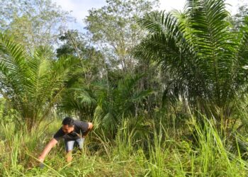 Salah seorang pekebun yang menggantikan tanaman getah kepada kelapa sawit di perkampungan Orang Asli di Tasik Mentiga di Chini, Pekan. – UTUSAN/SHAIKH AHMAD RAZIF