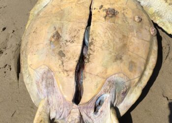 BANGKAI penyu Agar betina dewasa yang ditoreh pada perut dipercayai kerana aktiviti pengambilan telur oleh nelayan asing, ditemukan terapung di Pulau Kapas, Marang hari ini.