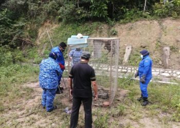 Anggota APM menangkap ular sawa yang menelan dua ekor monyet dalam perangkap di pejabat Renjer Hutan Lumut hari ini. - GAMBAR IHSAN APM