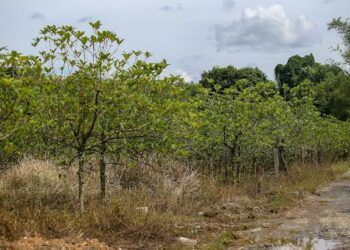 SALAH satu kawasan ladang ketum yang terdapat di Kuala Nerang, Padang Terap, Kedah.