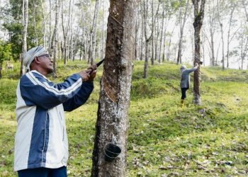 Pekebun kecil merupakan penyumbang terbesar kepada pengeluaran getah negara. -  GAMBAR HIASAN
