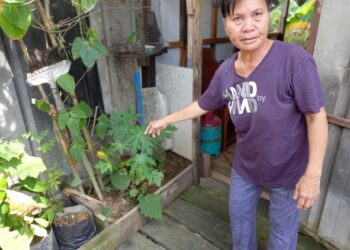 SEORANG penduduk Kampung Lebu Kulit, Sarawak menunjukkan tanaman
herba miliknya.