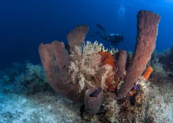 TERUMBU karang adalah antara aset negara yang perlu dipulihara untuk memastikan kelestariannya pada masa hadapan