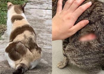 KUCING yang dianiaya di Ang Mo Kio. - ANG MO KIO SOUTH CAREGIVERS AND FEEDERS