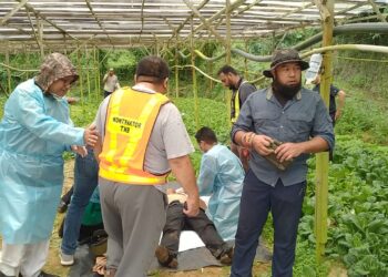 MANGSA helikopter terhempas dirawat setelah dibawa keluar dari lokasi nahas di Brinchang, Cameron Highlands, Perak, hari ini. - UTUSAN
