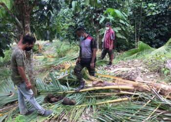 PEKEBUN melihat pokok kelapa yang tumbang diserang gajah liar di Kampung Sungai Bayu Baru Gua Musang, Kelantan. - UTUSAN/AIMUNI TUAN LAH
