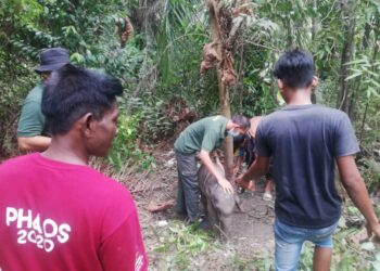 PETUGAS Perhilitan Daerah Mersing dan penduduk kampung berjaya menyelamatkan  seekor anak gajah yang terjatuh ketika menyeberangi sungai di Kampung Orang Asli Tanah Abang Mersing, hari ini.