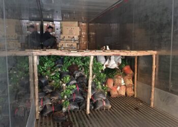 SEBAHAGIAN anak pokok hiasan yang dirampas Maqis dalam pemeriksaan selepas tiada permit import sah di Pelabuhan Pasir Gudang, Johor.