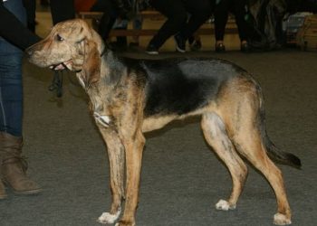 CONTOH anjing Plott Hound yang berasal dari Jerman. - GAMBAR LAMAN SOSIAL