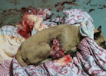 KEADAAN anjing yang ditikam seorang lelaki dalam kejadian di Jalan Teratai, Taman Maju, Jasin, Melaka, Khamis lalu.