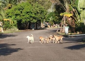 SEKUMPULAN anjing liar yang berkeliaran sehingga mengancam keselamatan penduduk di Harvard Suasana Resort, Bedong, Sungai Petani, Kedah. - UTUSAN/OTHMAN YAHAYA