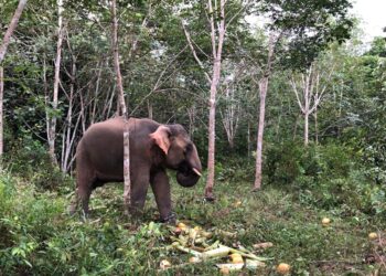GAJAH jantan digelar Awang Belantik yang berjaya ditangkap Perhilitan di Kampung Kubang Belantik, Sik, Kedah, semalam.