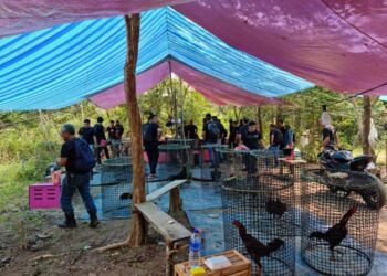 AYAM sabung yang dirampas dalam serbuan di Batu 17, Ladang Kumpulan Melayu, Tunjuk Laut, Kuala Sedili, Johor.